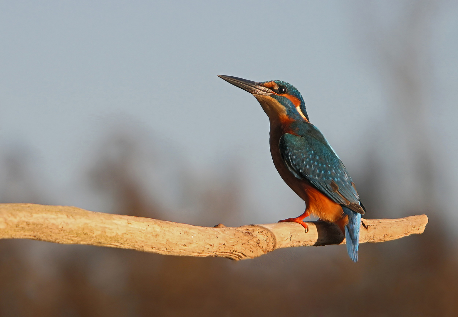 Eisvogel 