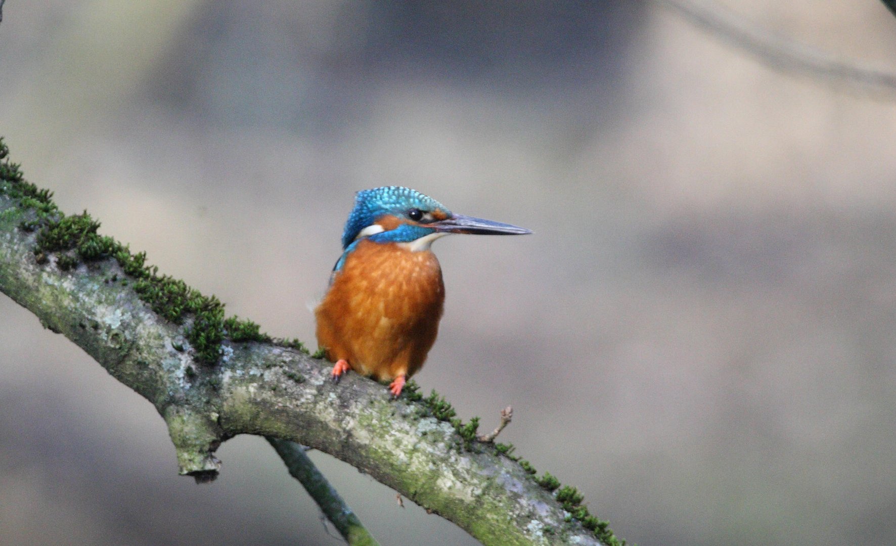 Eisvogel