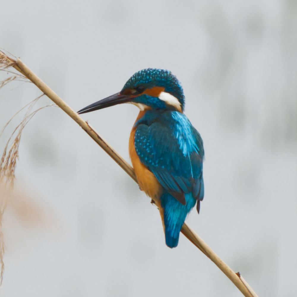 Eisvogel