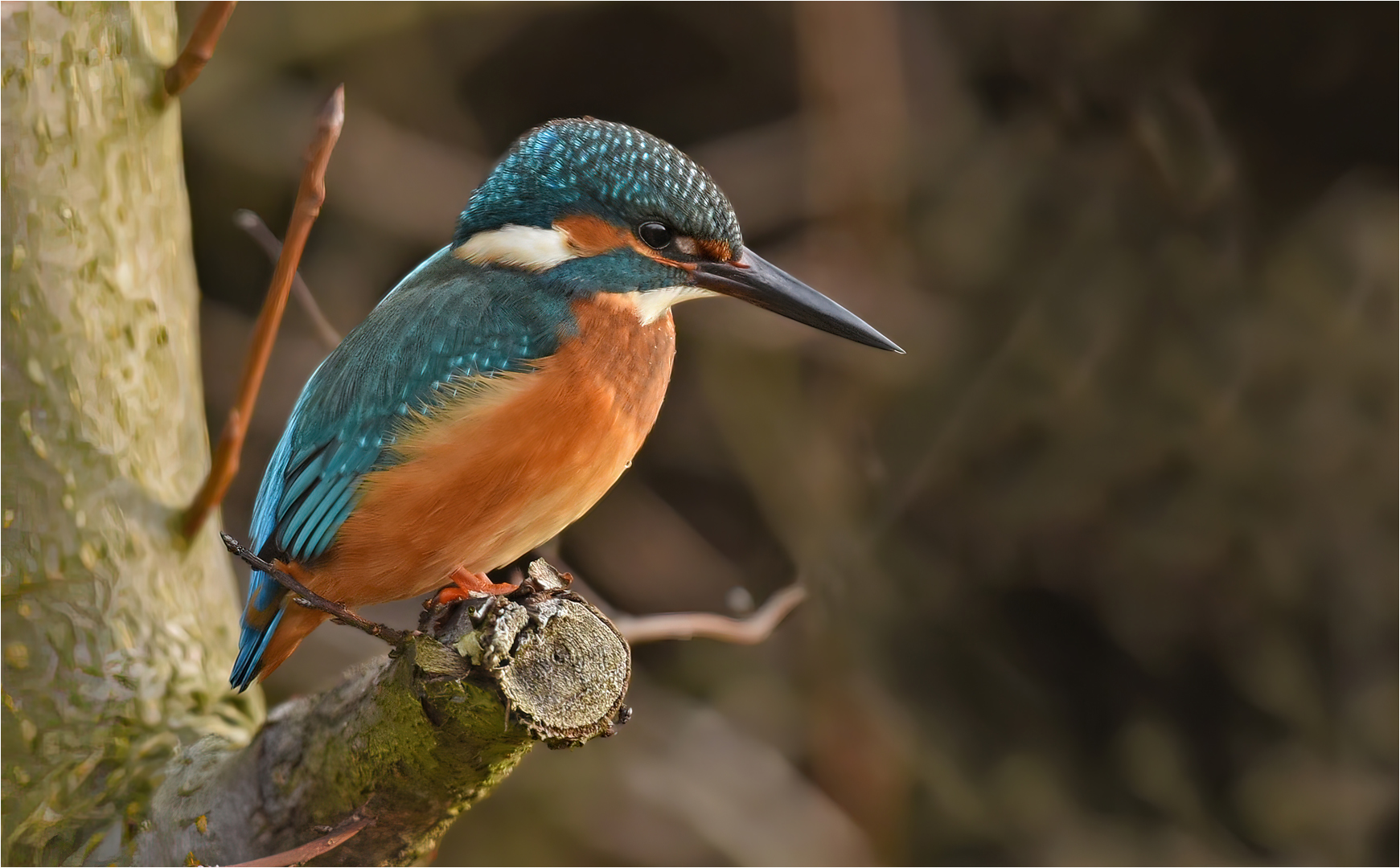 Eisvogel 