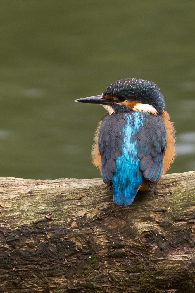 Eisvogel