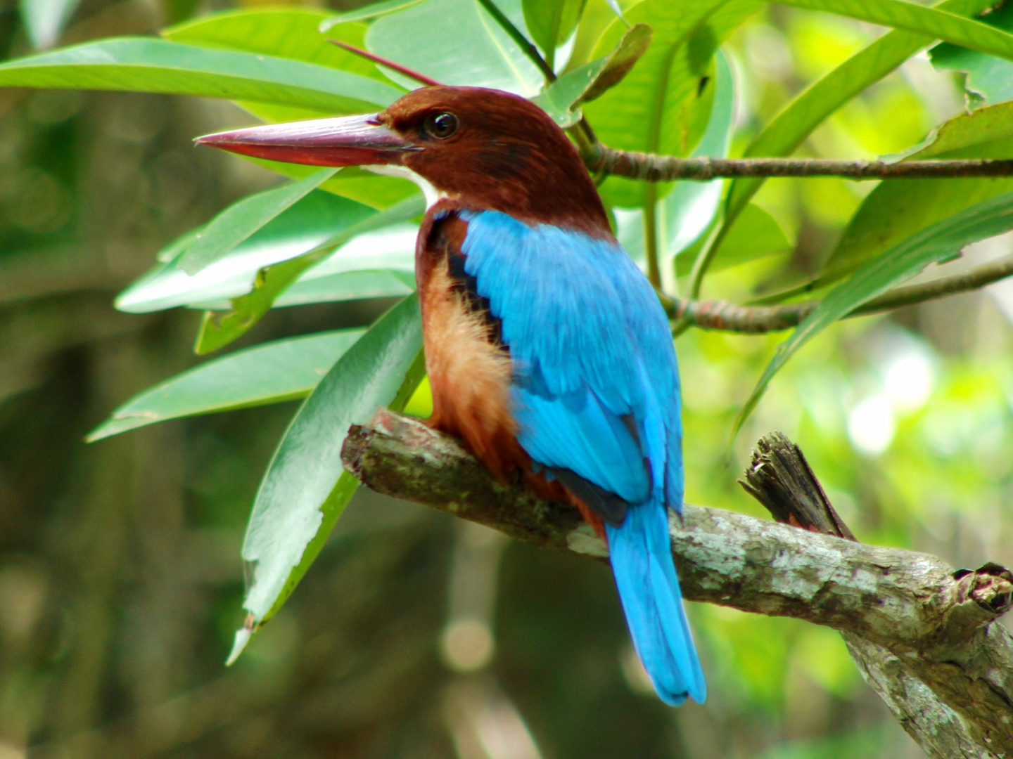 Eisvogel