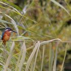 Eisvogel