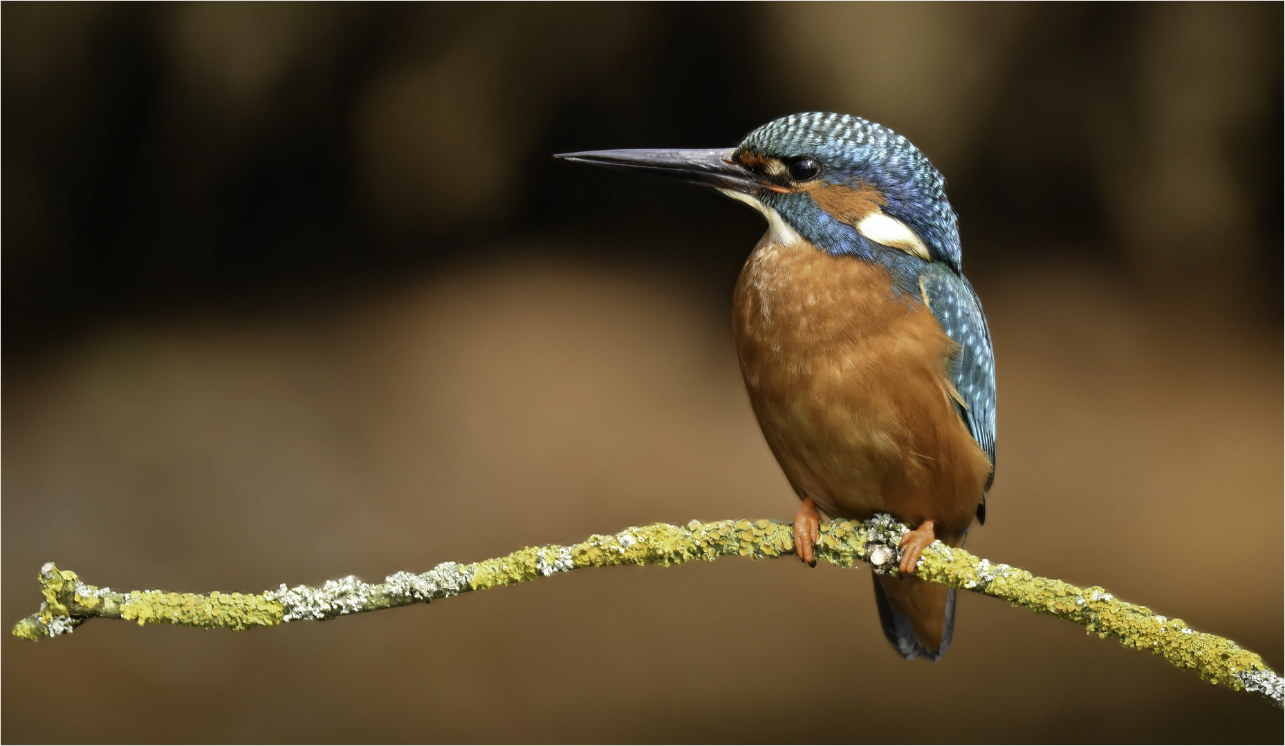 Eisvogel