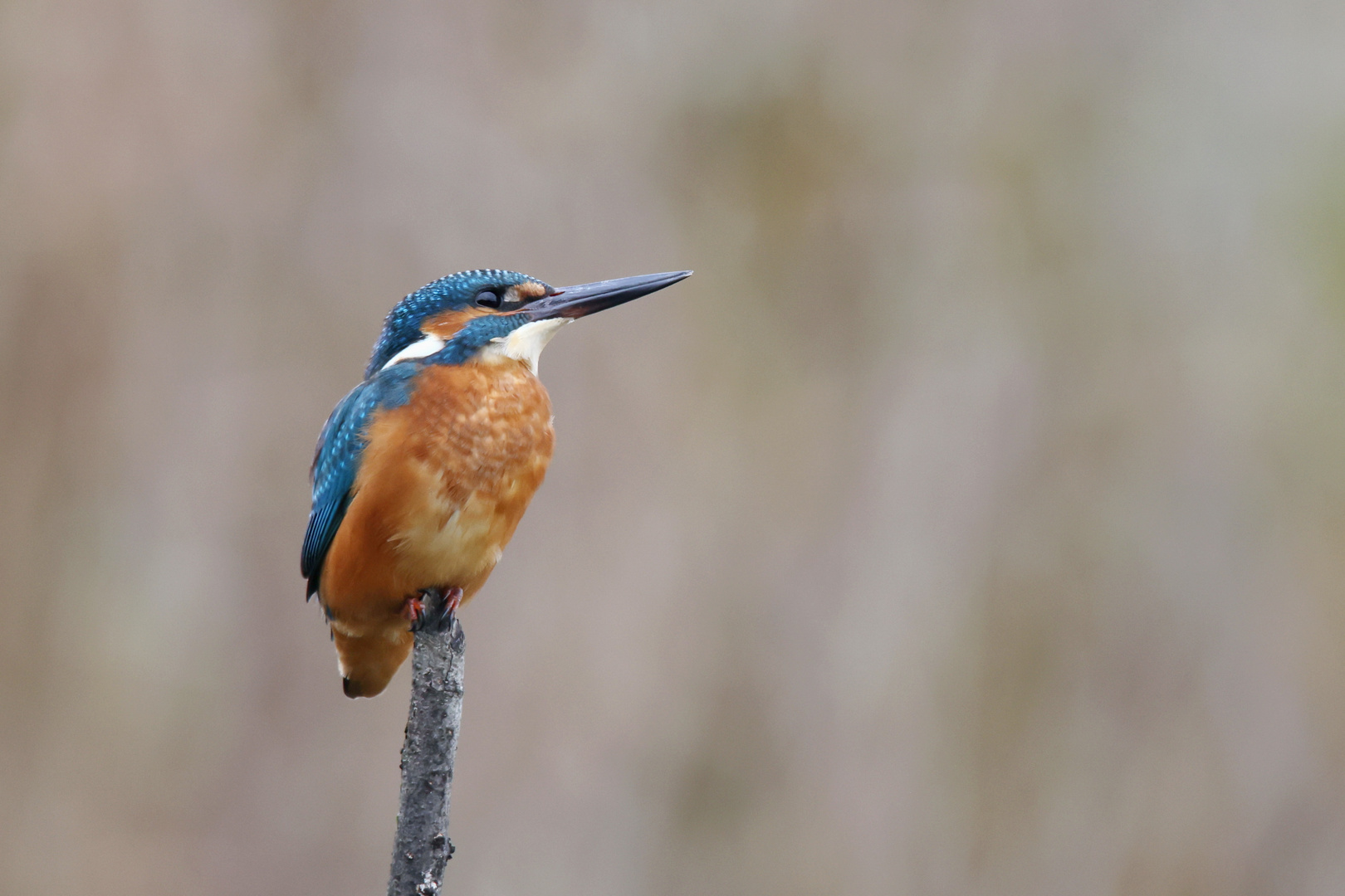 Eisvogel