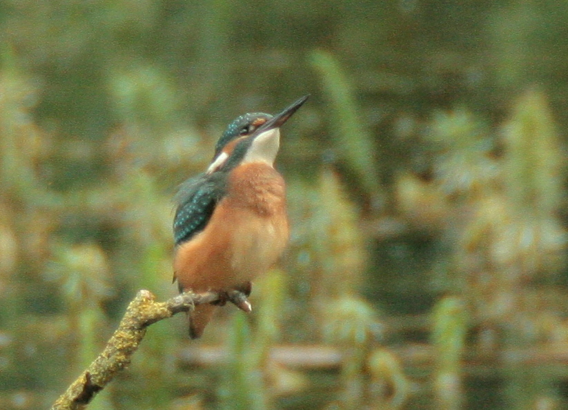 Eisvogel.