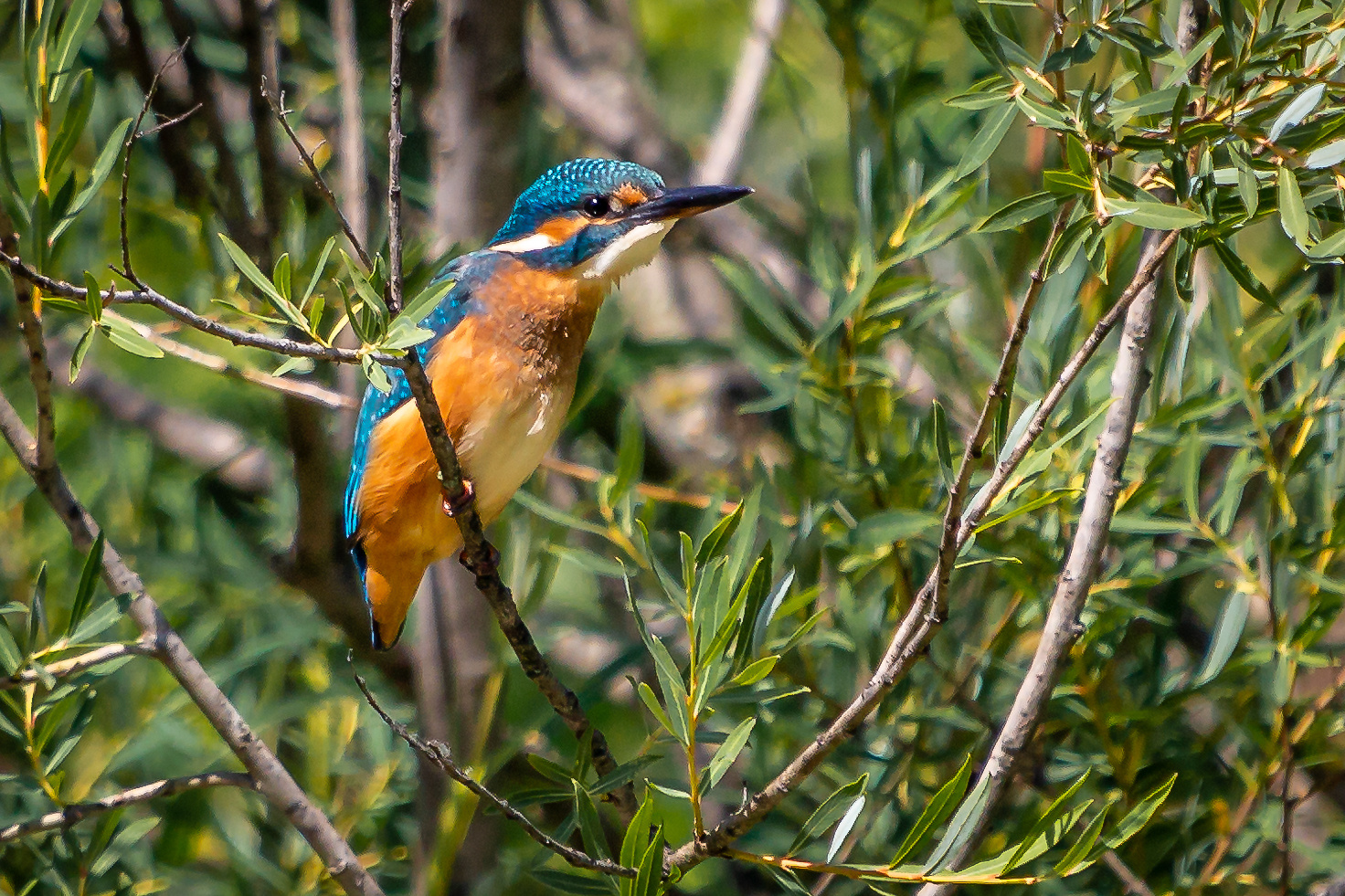 Eisvogel