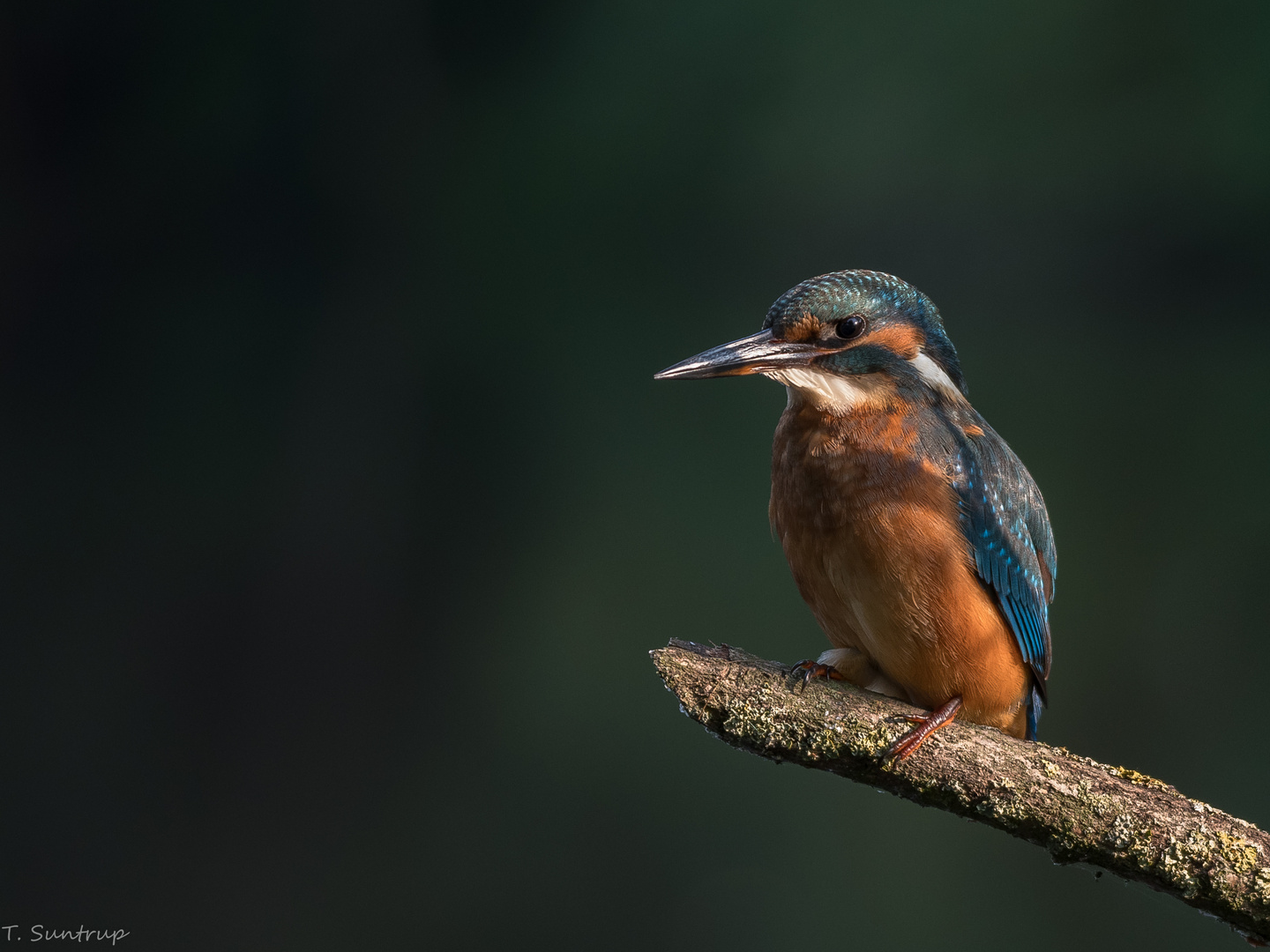 Eisvogel