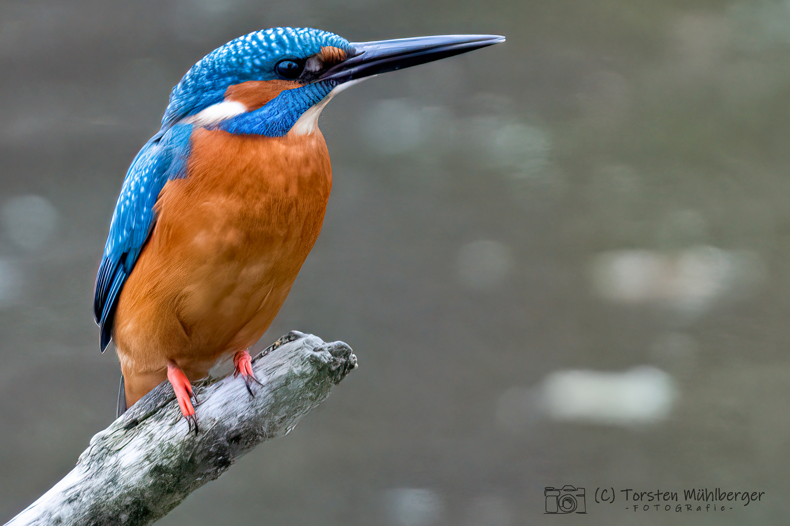 Eisvogel