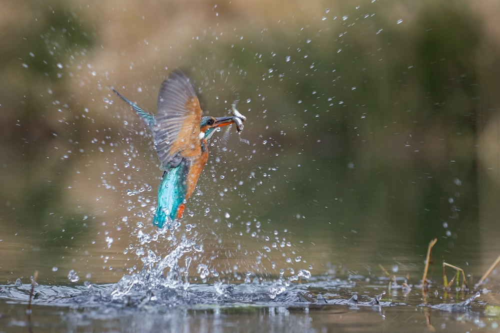 Eisvogel