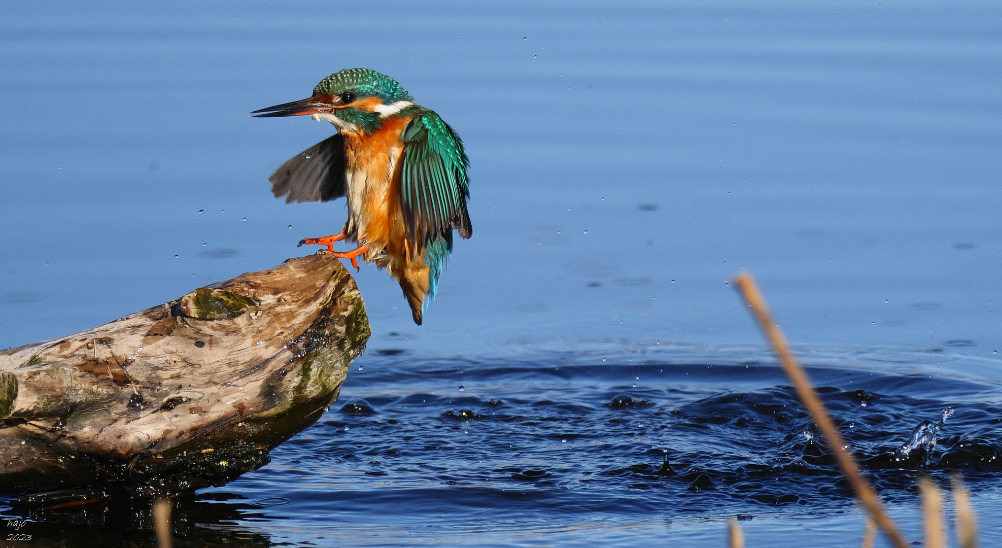 * Eisvogel *