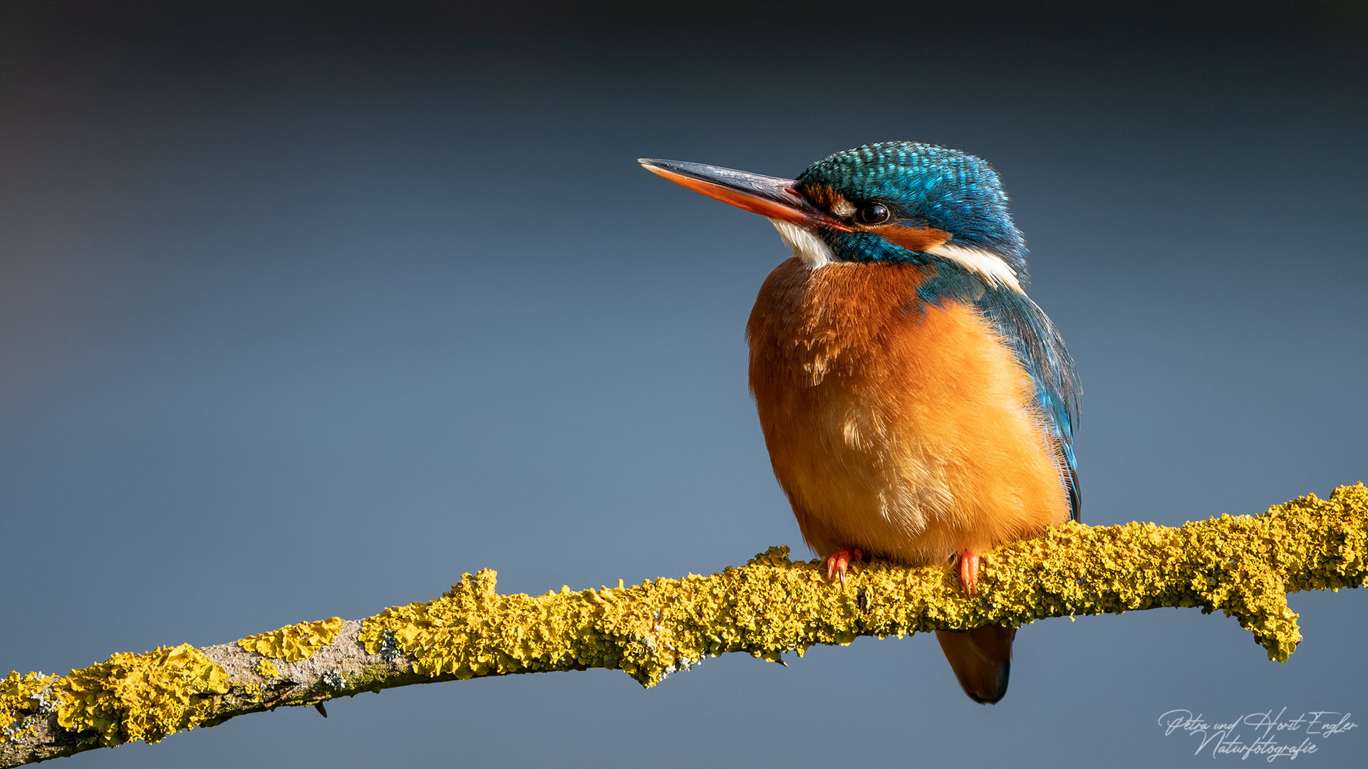 Eisvogel