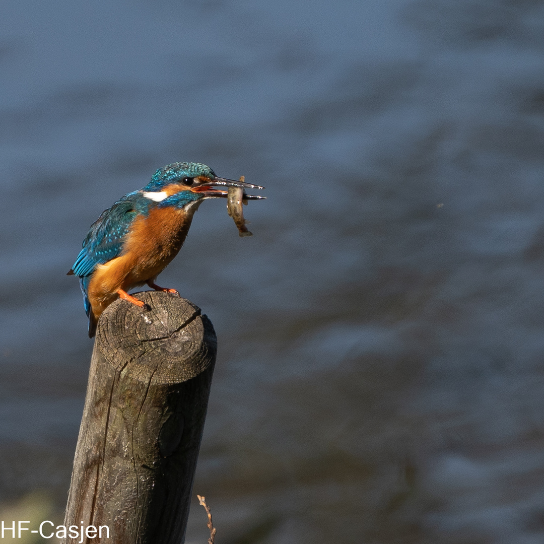 Eisvogel 