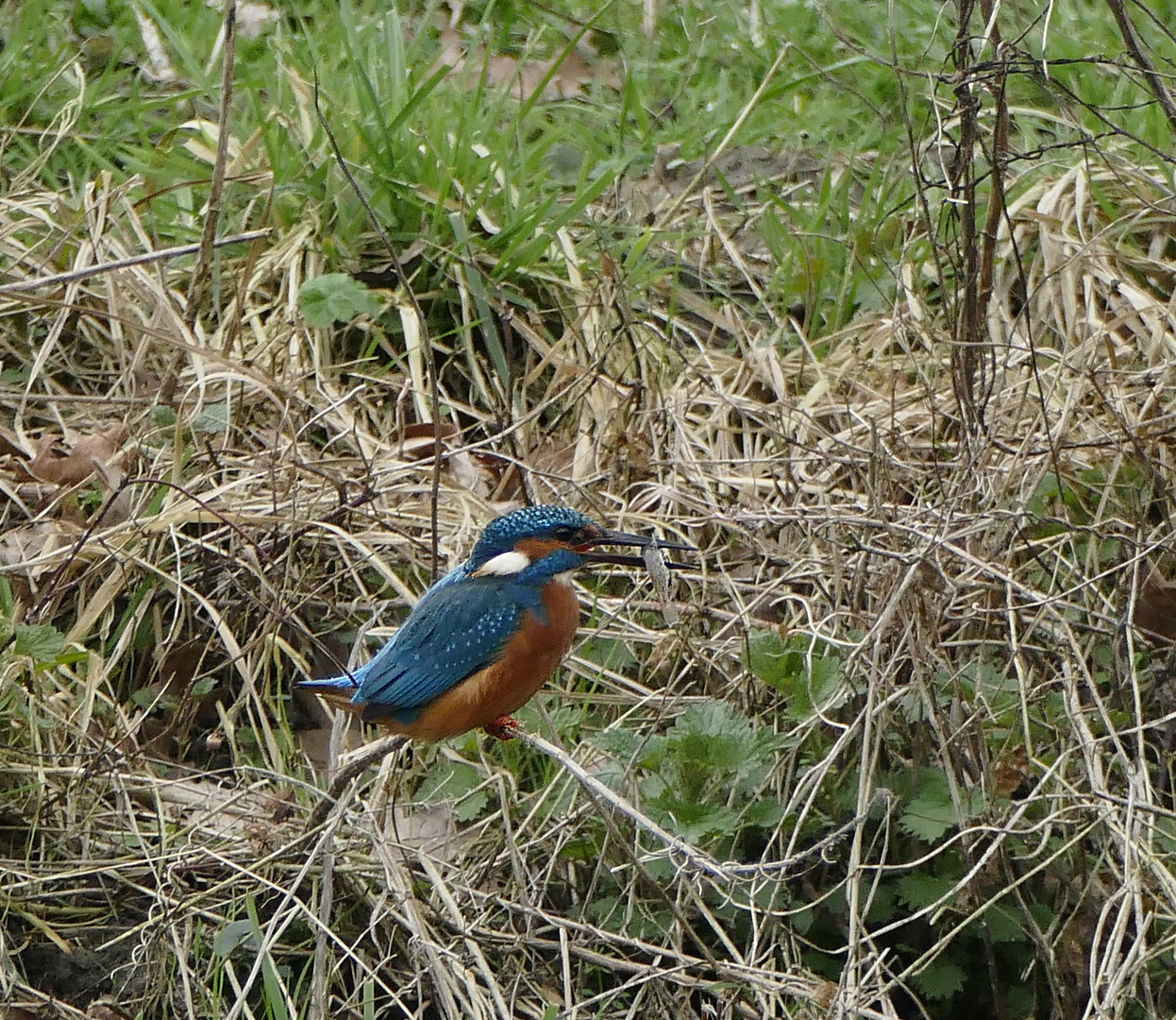 Eisvogel