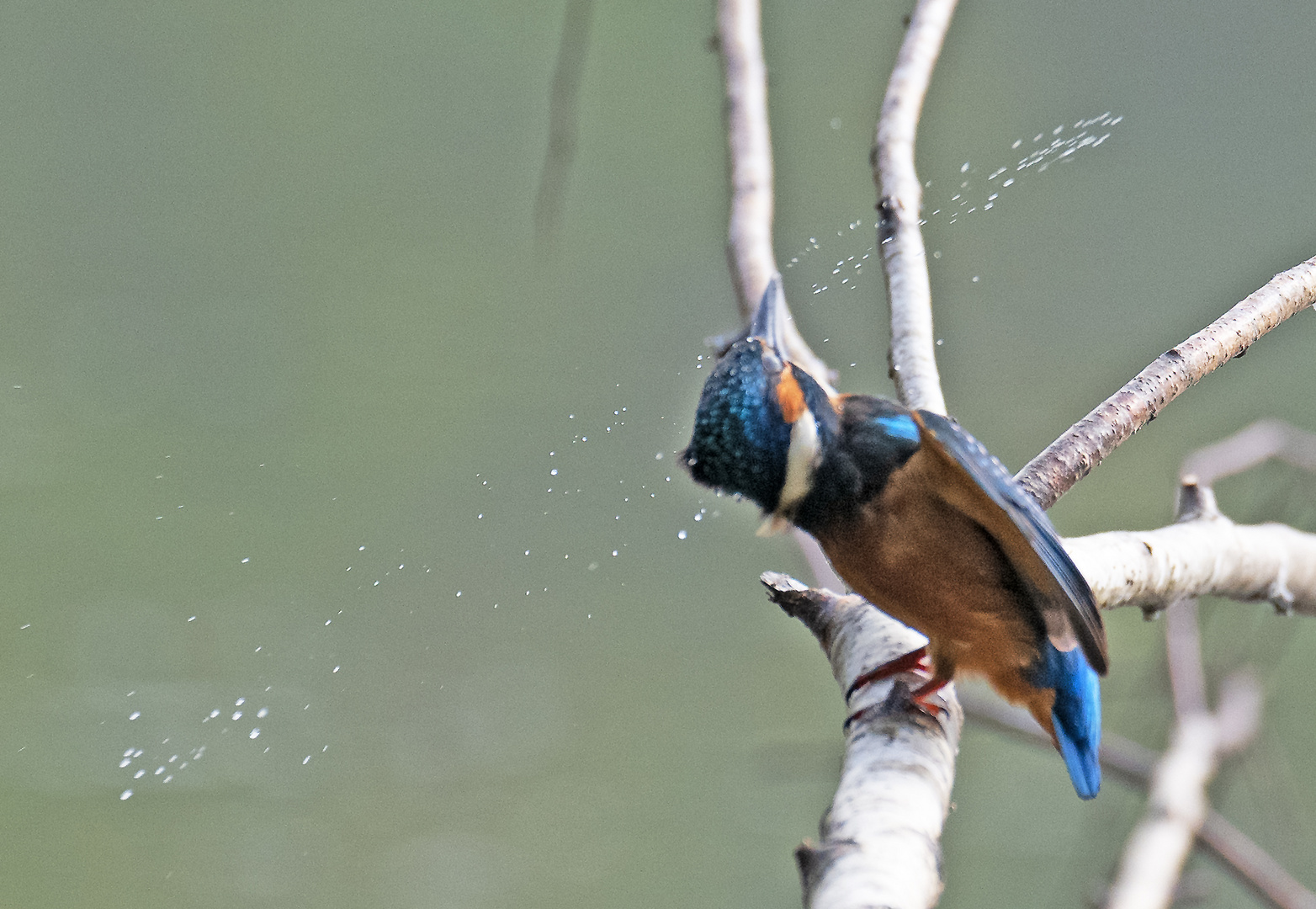 Eisvogel