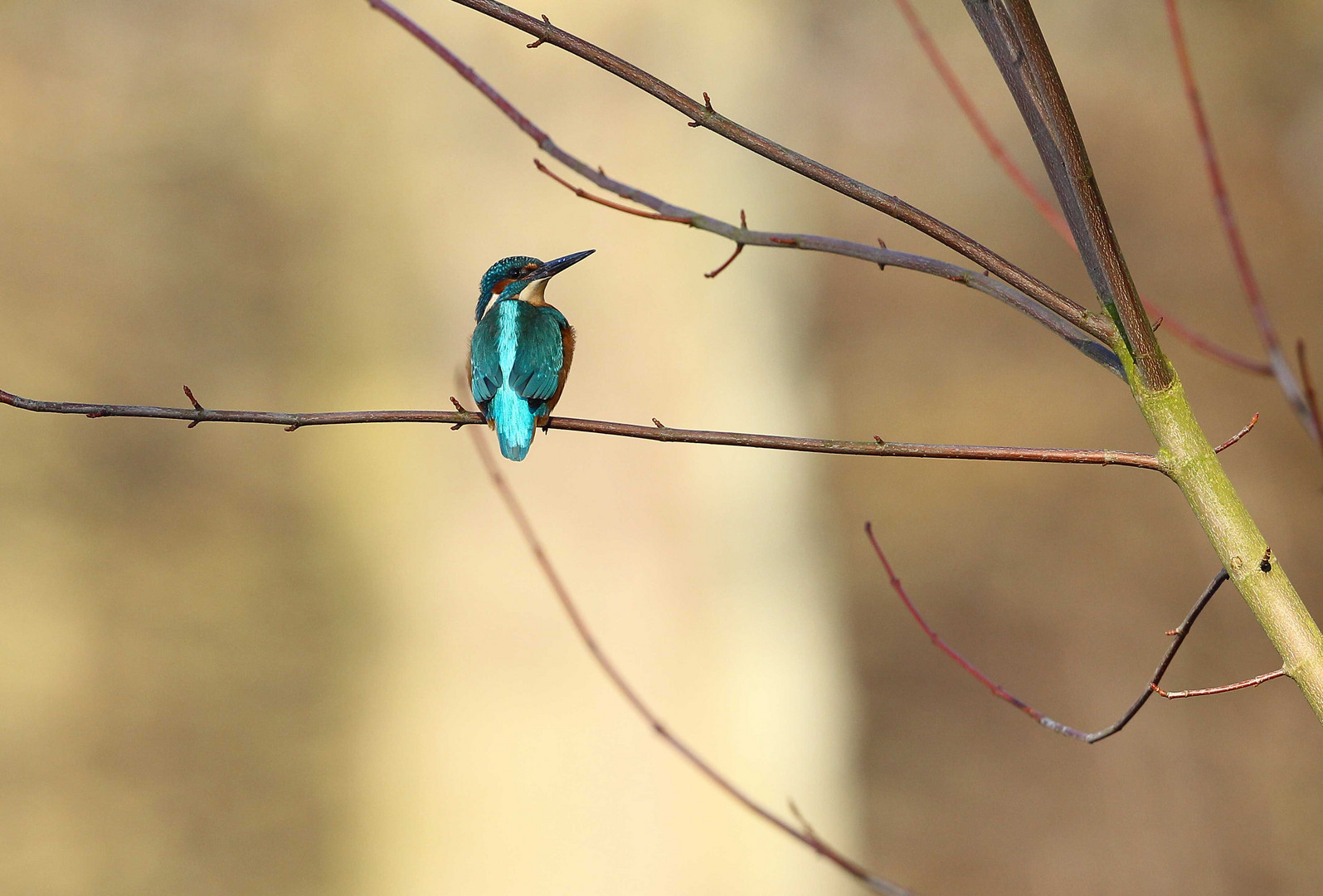 Eisvogel