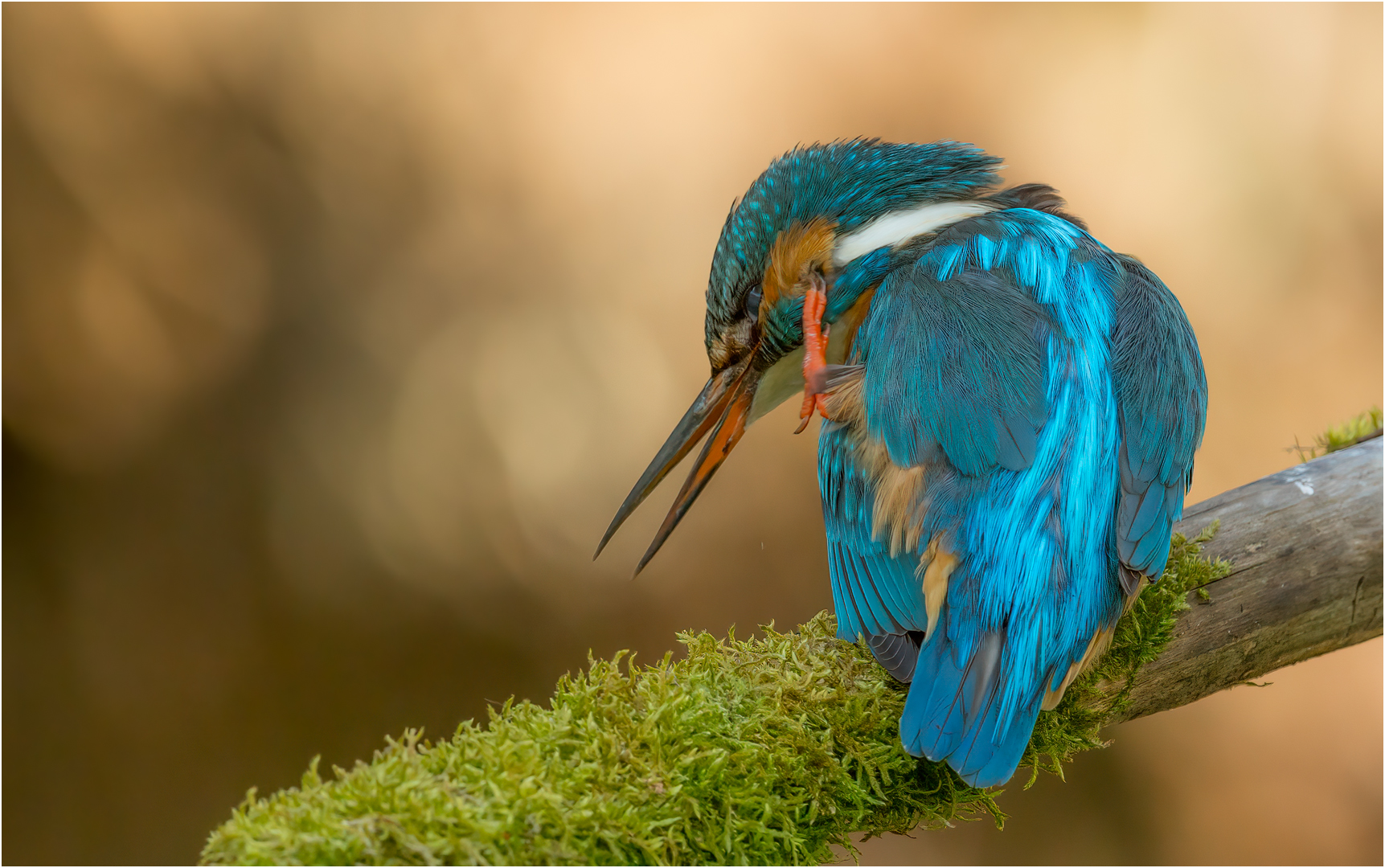 Eisvogel