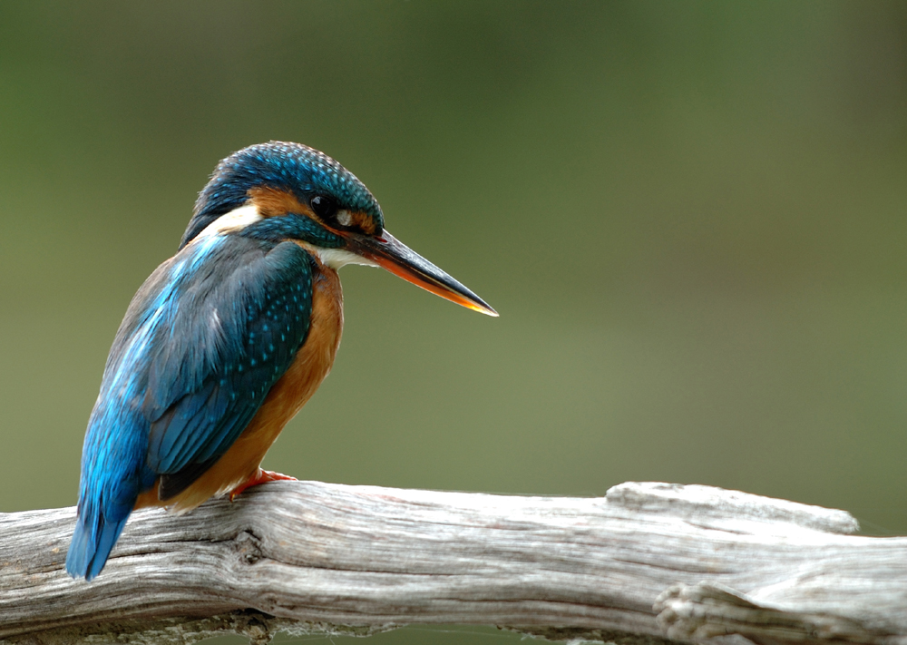 Eisvogel