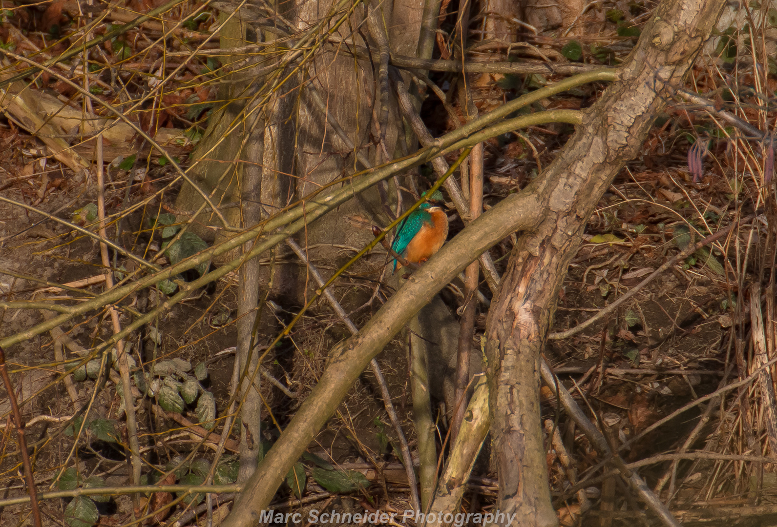 Eisvogel