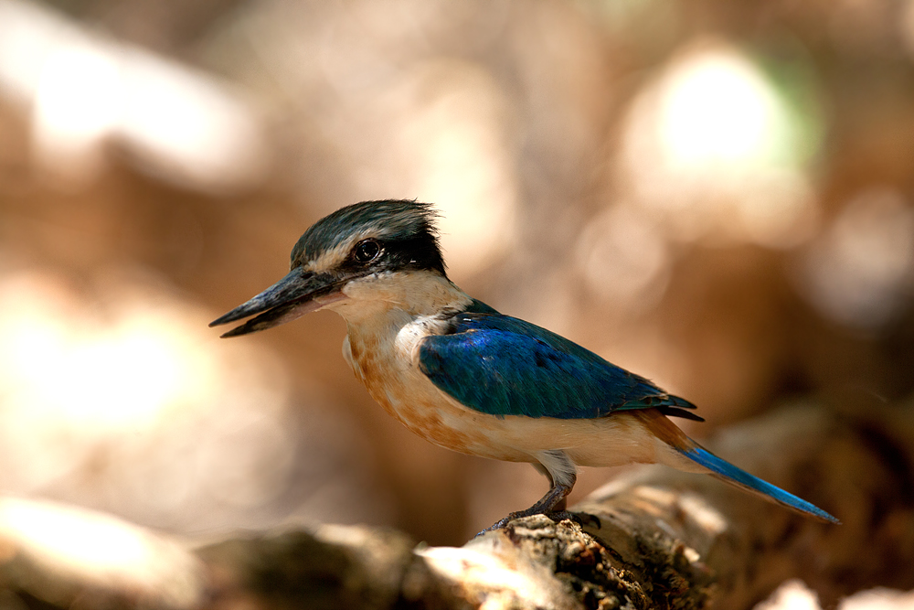 Eisvogel