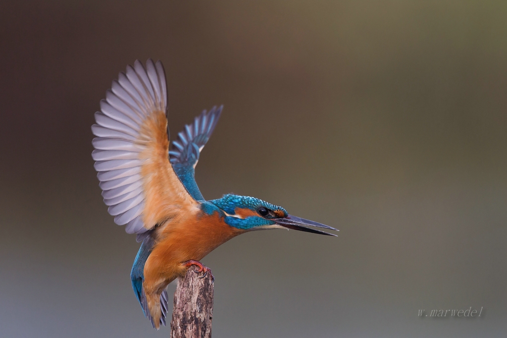 Eisvogel