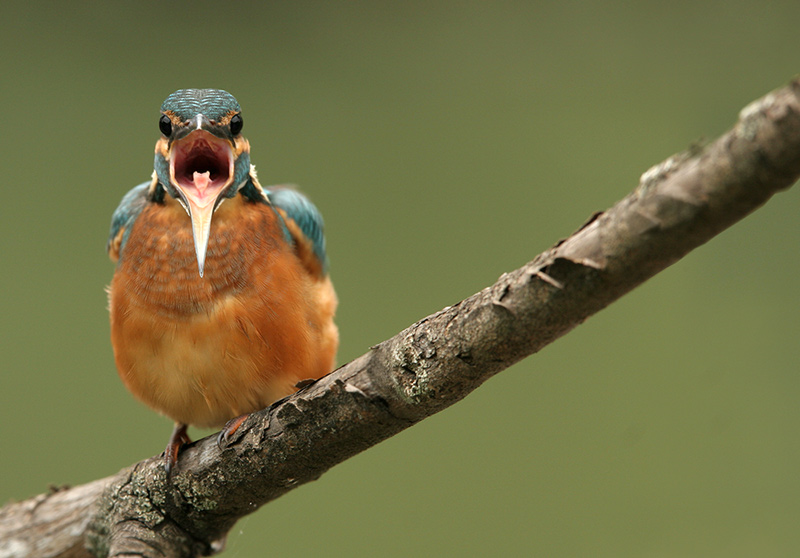 Eisvogel