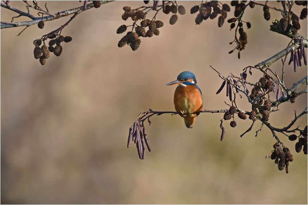 Eisvogel