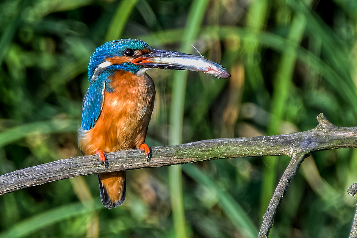 Eisvogel 