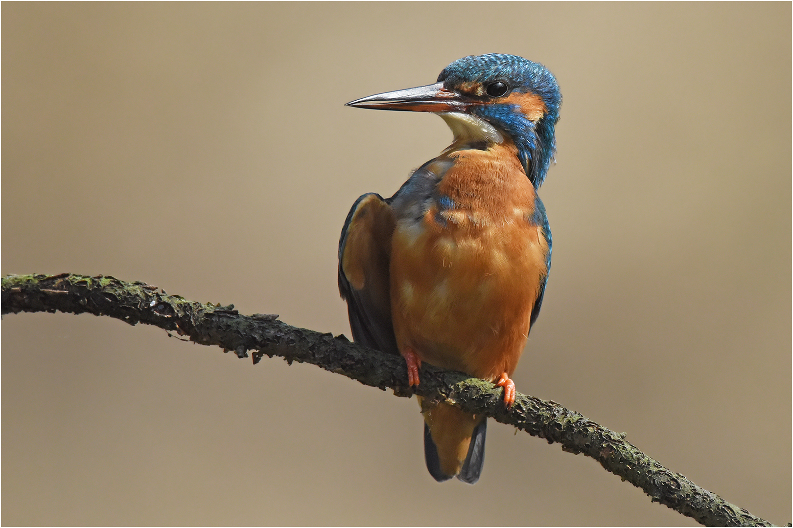 Eisvogel