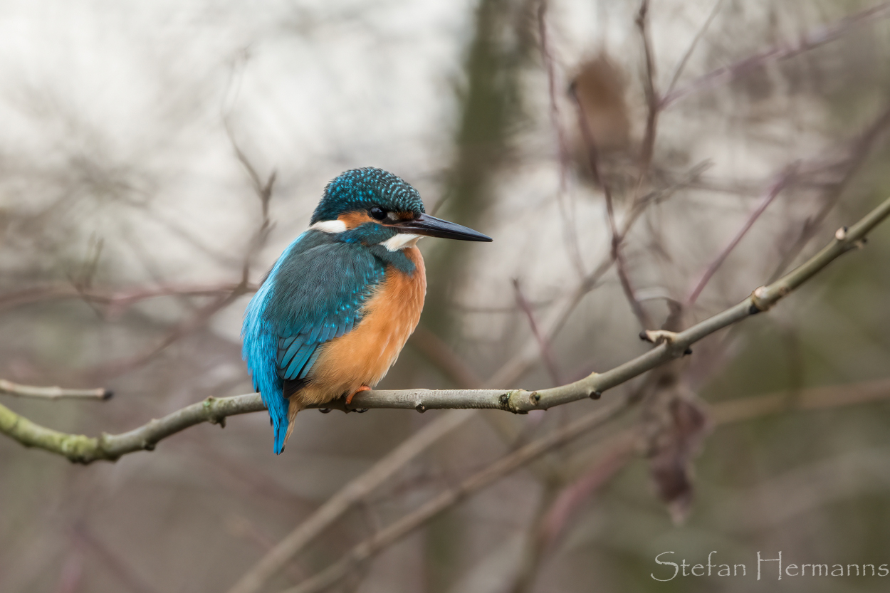 Eisvogel