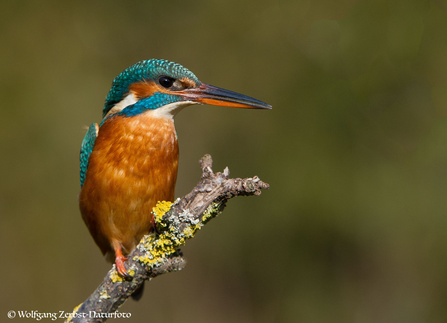 --- Eisvogel Dame ---        ( Alcedo atthis )