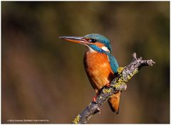 --- Eisvogel Dame --- ( Alcedo atthis )