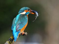 --- Eisvogel Dame --- ( Alcedo atthis )