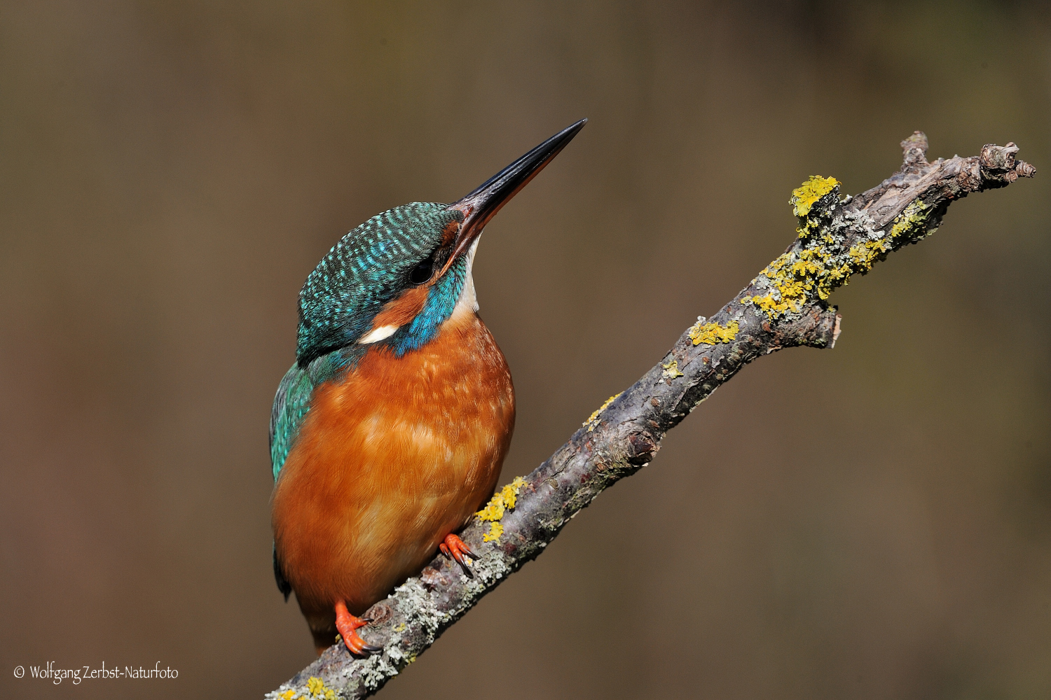 --- Eisvogel Dame ---  ( Alcedo atthis )