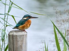 EISVOGEL DAME