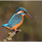 --- Eisvogel - Dame genießt die Morgensonnen Nr.3 --- ( Alcedo atthis )