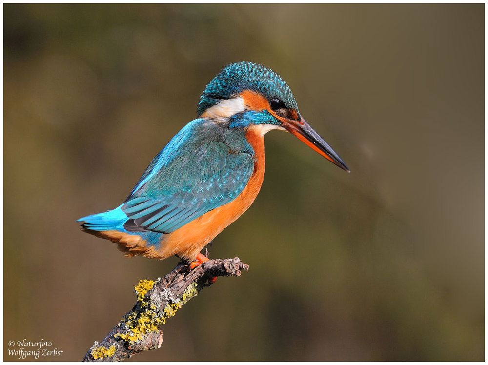 --- Eisvogel - Dame genießt die Morgensonnen Nr.3 --- ( Alcedo atthis )