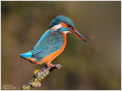 --- Eisvogel - Dame genießt die Morgensonnen Nr.3 --- ( Alcedo atthis )