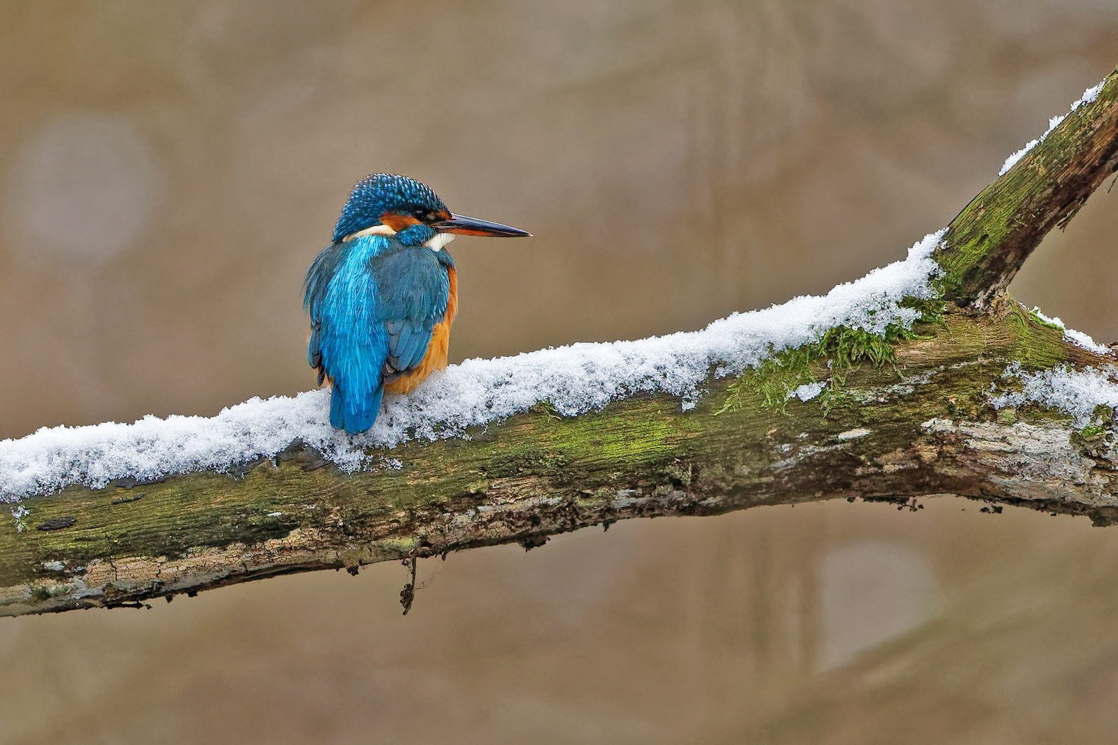 Eisvogel Dame im Schnee