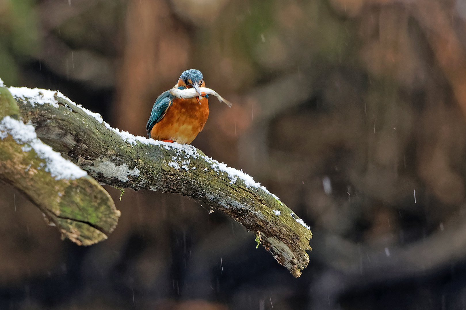 Eisvogel Dame mit Frühstück im Schnee 