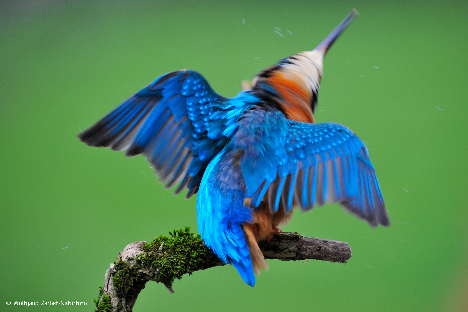 --- Eisvogel --- Das ganze Wasser muß aus dem Gefieder.