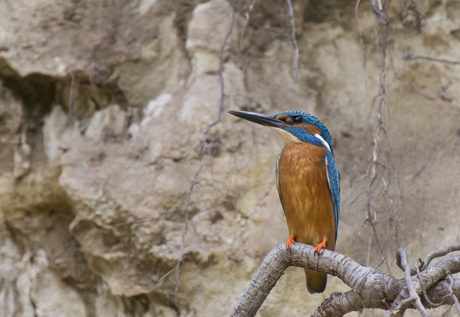 Eisvogel