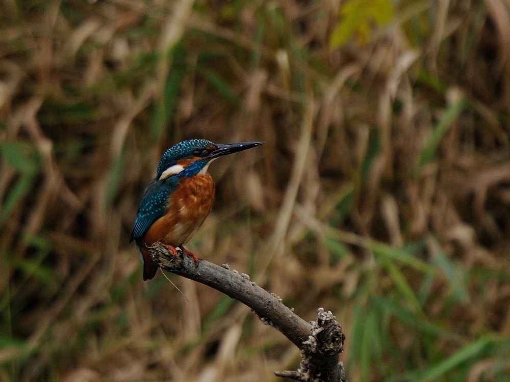 Eisvogel