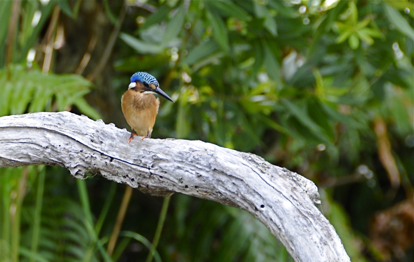 Eisvogel