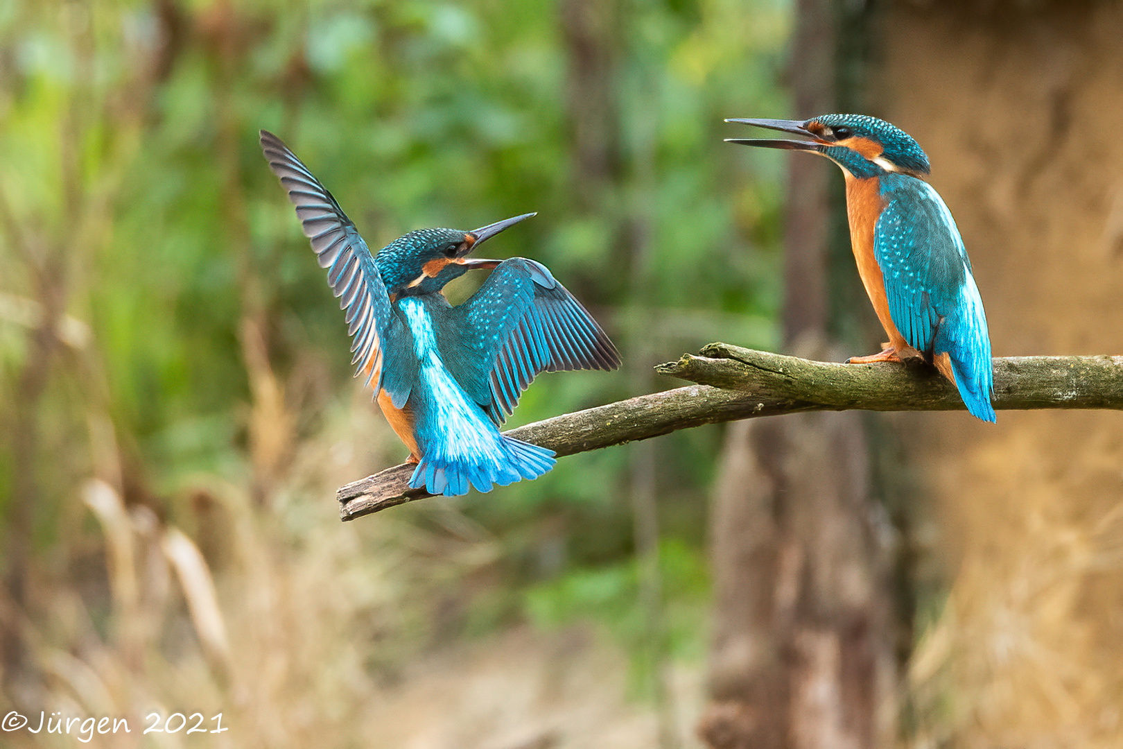 Eisvogel