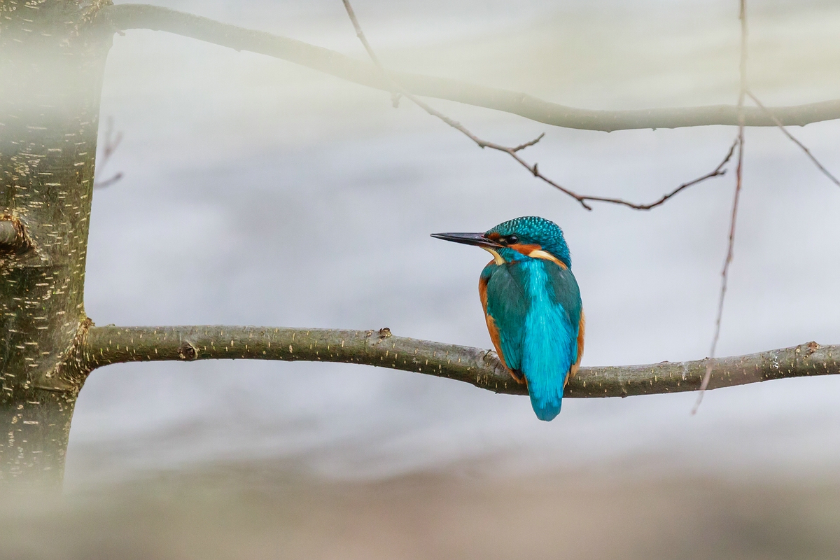 Eisvogel