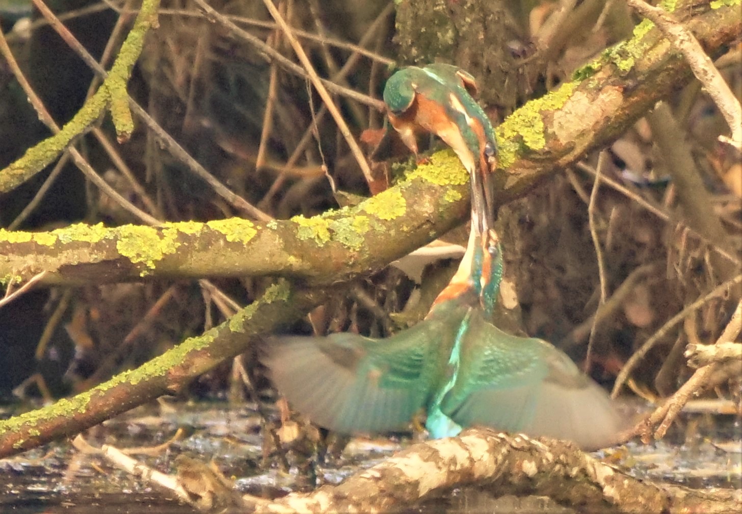 Eisvogel 