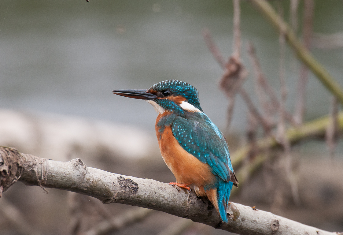 Eisvogel