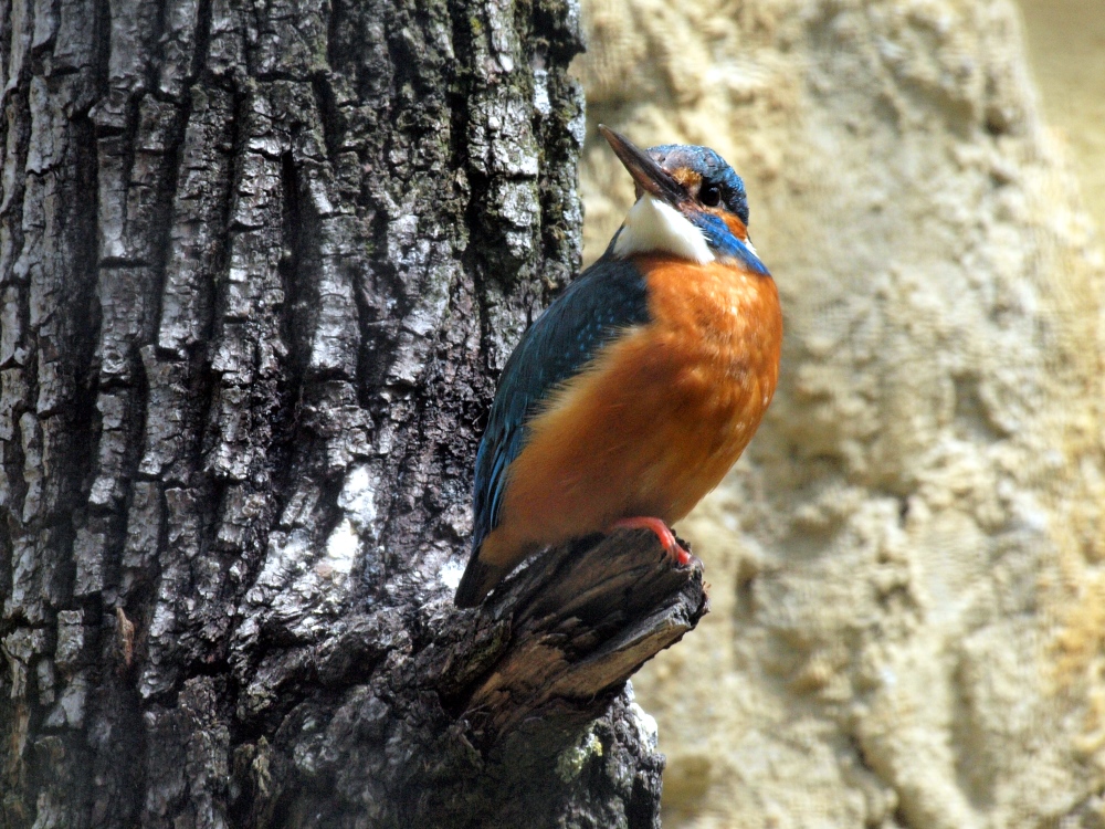 Eisvogel