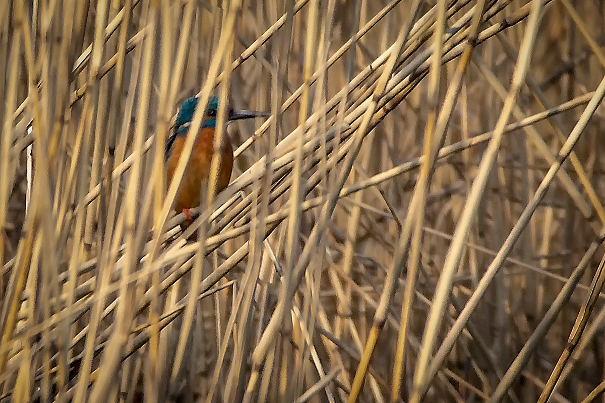 Eisvogel